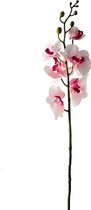 Orchidee - Fuchsia/wit - 85cm