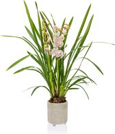 Orchidee – Cymbidium – 95cm hoog – Plant in pot - Wit - Bloemen