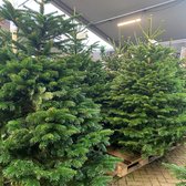 Nordmann kerstboom in pot - 150 - 175 cm hoog