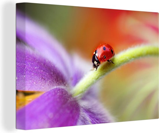 Canvas Schilderij Lieveheersbeestje op een paarse bloem - 30x20 cm - Wanddecoratie