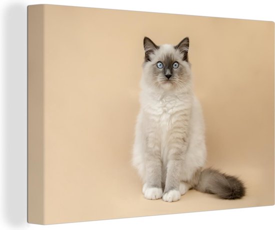 Portrait de chat moelleux sur toile 120x80 cm - Tirage photo sur toile (Décoration murale salon / chambre) / Peintures sur toile Animaux
