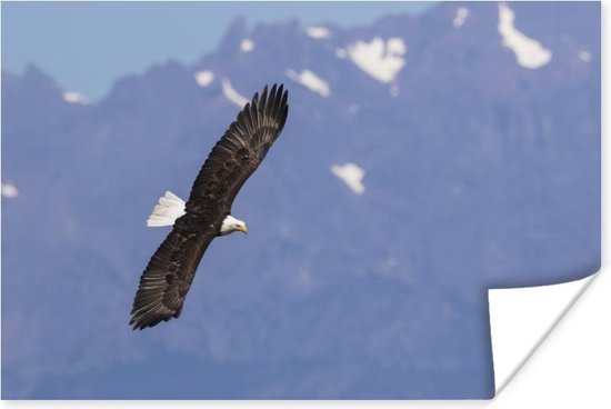 Poster Amerikaanse zee arend - Adelaar - Vliegende - Vleugels - Vogels - 30x20 cm