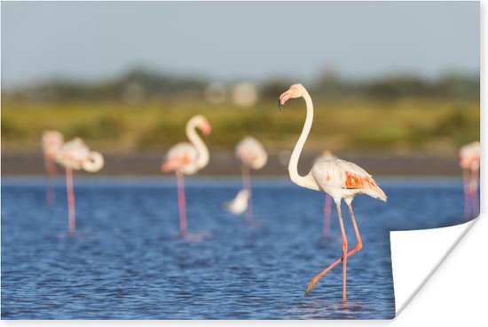 Poster Een groep flamingo's in het water