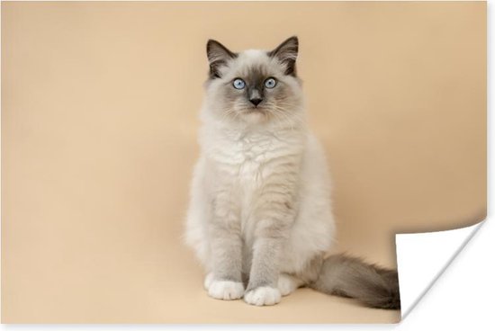 Poster Portrait de chat moelleux 60x40 cm - Tirage photo sur Poster (décoration murale salon / chambre) / Poster Animaux