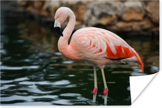 Poster Een flamingo staat in het water voor de rotsen