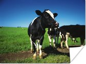 Friese koeien in het weiland met een blauwe lucht Poster 40x30 cm - klein - Foto print op Poster (wanddecoratie woonkamer / slaapkamer) / Boerderijdieren Poster