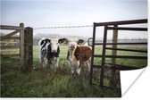 Twee jonge Friese koeien die zich achter een prikkeldraadomheining bevinden Poster 30x20 cm - klein - Foto print op Poster (wanddecoratie woonkamer / slaapkamer) / Boerderijdieren Poster