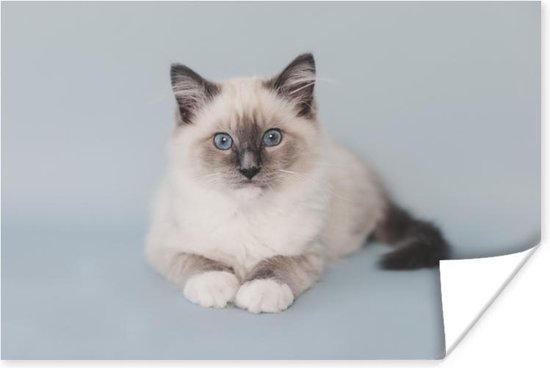 Liggende Ragdoll kat Poster 60x40 cm - Foto print op Poster (wanddecoratie)