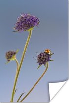 Lieveheersbeestje op bloem blauwe lucht Poster 60x90 cm - Foto print op Poster (wanddecoratie)