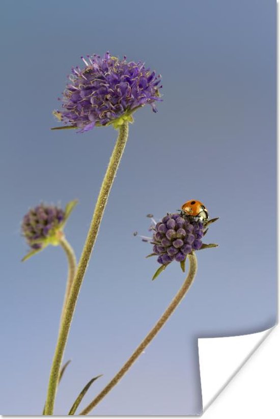 Lieveheersbeestje op bloem blauwe lucht Poster - Foto print op Poster (wanddecoratie)