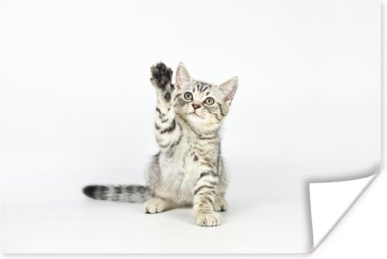 Kitten steekt pootje in de lucht Poster 90x60 cm - Foto print op Poster (wanddecoratie)
