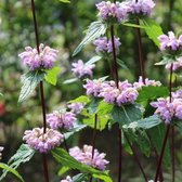 6x Phlomis tuberosa - Brandkruid - Pot 9x9 cm