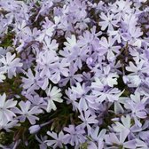 6x Phlox (S) ‘Emerald Cushion Blue’ - Vlambloem - Pot 9x9 cm