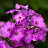 6x Phlox (P) ‘Amethyst’ - Vlambloem - Pot 9x9 cm