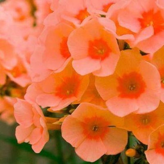 6x Phlox (P) ‘Orange Perfection’ - Vlambloem - Pot 9x9 cm