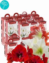 Amaryllis gift box - 24 stuks - Season of Amaryllis - GEMENGD - Relatiegeschenk