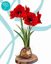 Amaryllis op schijf - ROOD - bolmaat 36/40 - Season of Amaryllis - Cadeautip - Kerst - Bloembol voor binnen