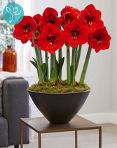 Amaryllis Red Lion - Rood - 3 bollen pakket - bolmaat 30/32 - Season of Amaryllis - Cadeautip - Bloembol voor binnen