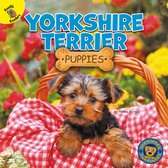 Top Puppies- Yorkshire Terrier Puppies