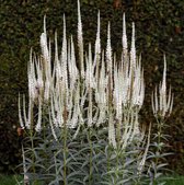 Veronicastrum virginicum 'Album' - Virginische ereprijs - Planthoogte: 5 cm - Pot 11 cm (1 liter)