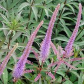 Veronicastrum virginicum 'Fascination' - Ereprijs - Planthoogte: 15 cm - Pot 11 cm (1 liter)