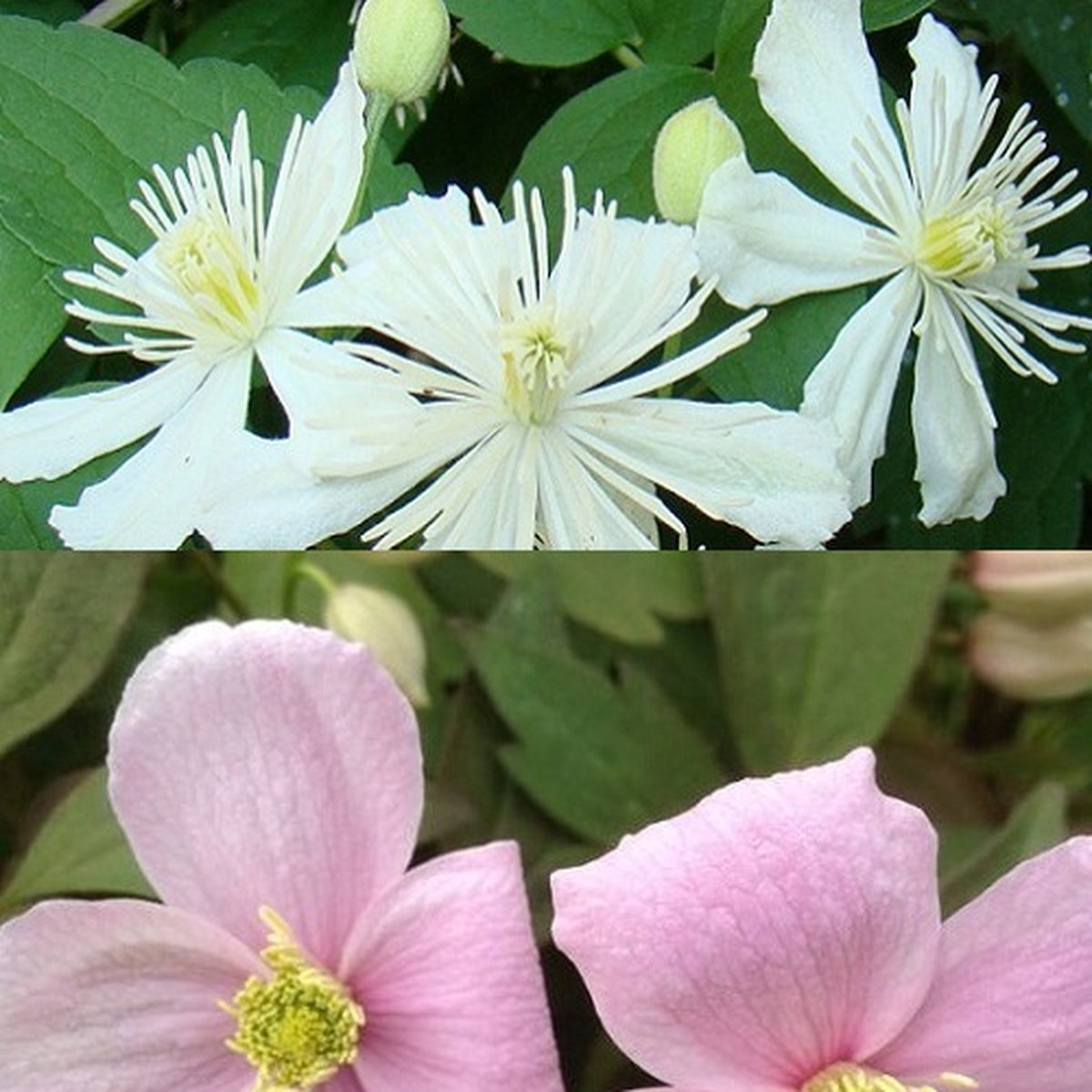 2 x Clematis klimplanten: Clematis Summer Snow & Clematis Montana Rubens - Wit en Roze bloeiend, Meerjarig en Winterhard | 2 x 1,5 liter pot