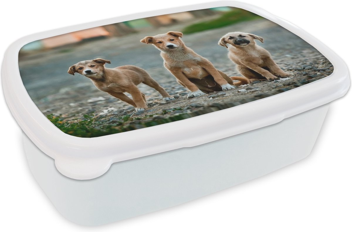 Broodtrommel Wit - Lunchbox - Brooddoos - Honden - Puppy - Weg - 18x12x6 cm - Volwassenen