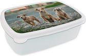 Broodtrommel Wit - Lunchbox - Brooddoos - Honden - Puppy - Weg - 18x12x6 cm - Volwassenen