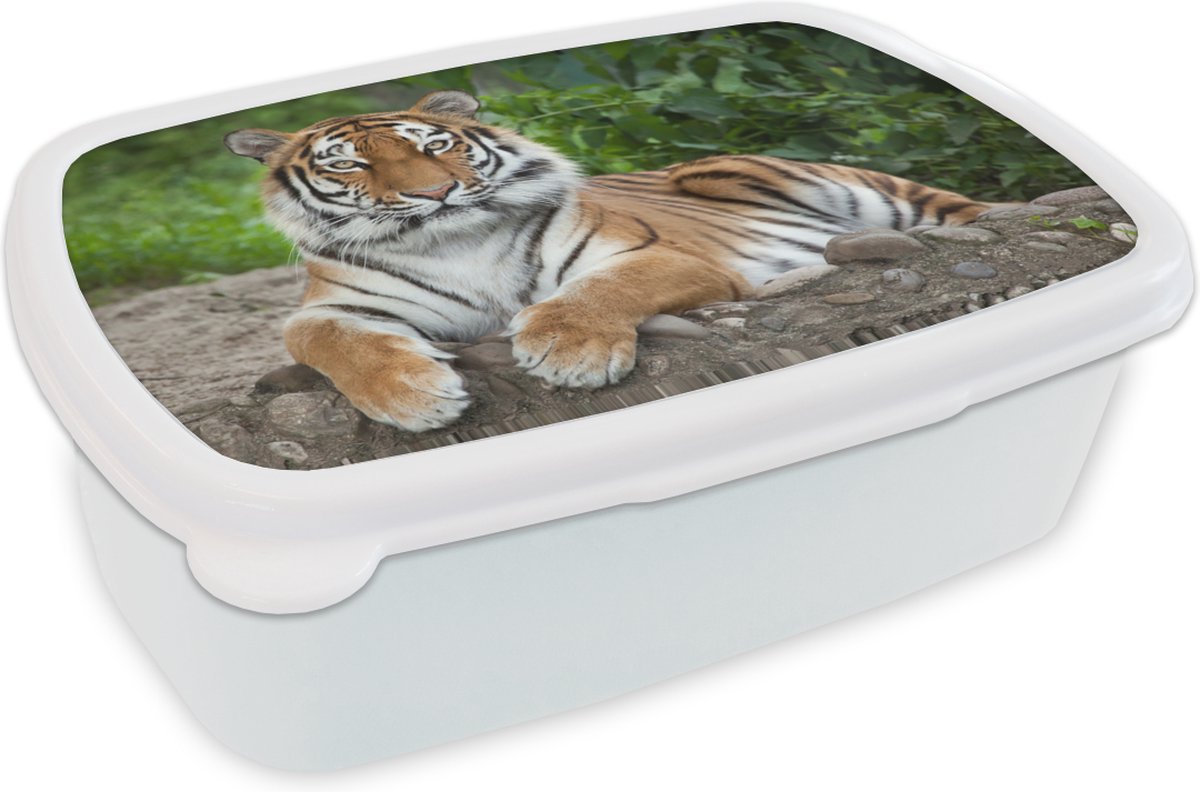 Broodtrommel Wit - Lunchbox - Brooddoos - Tijger - Natuur - Stenen - 18x12x6 cm - Volwassenen