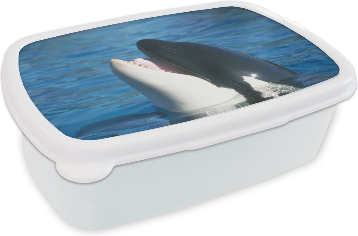 Broodtrommel Wit - Lunchbox - Brooddoos - Orka bij wateroppervlak - 18x12x6 cm - Volwassenen