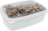 Broodtrommel Wit - Lunchbox - Brooddoos - Kat - Kittens - Vacht - 18x12x6 cm - Volwassenen