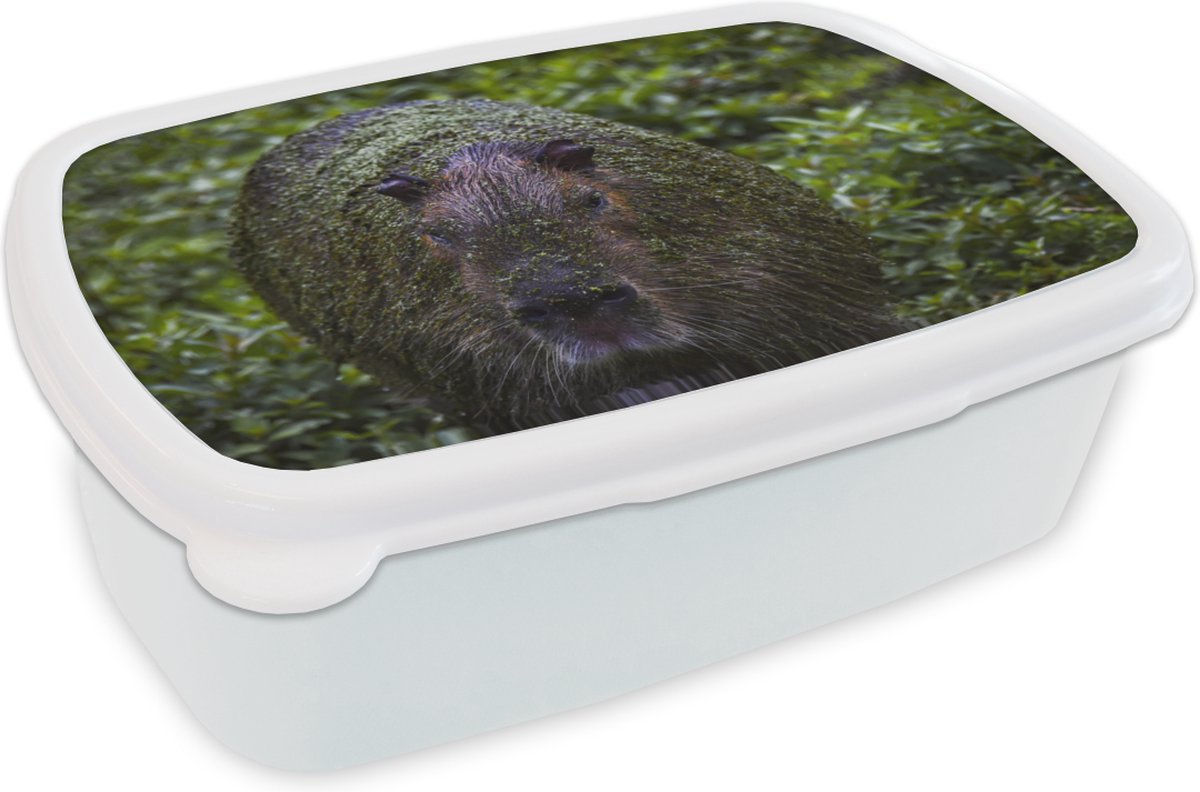 Broodtrommel Wit - Lunchbox - Brooddoos - Vieze capibara - 18x12x6 cm - Volwassenen