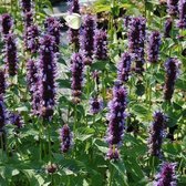 Agastache foeniculum 'Black Adder' - Anijsplant, dropplant - Planthoogte: 10 cm - Pot 17 cm (2 liter)