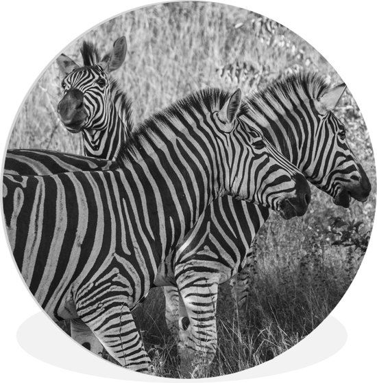 WallCircle - Wandcirkel ⌀ 90 - Drie grazende zebra's - Ronde schilderijen woonkamer - Wandbord rond - Muurdecoratie cirkel - Kamer decoratie binnen - Wanddecoratie muurcirkel - Woonaccessoires