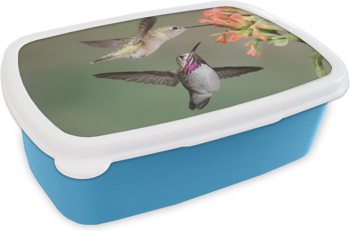 Broodtrommel Blauw - Lunchbox - Brooddoos - Kolibrie - Vogels - Bloem - 18x12x6 cm - Kinderen - Jongen