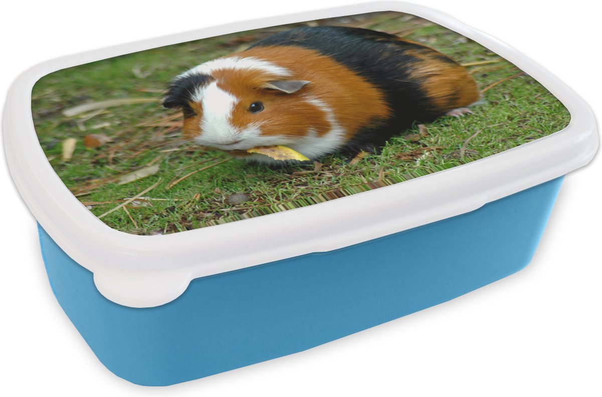 Broodtrommel Blauw - Lunchbox - Brooddoos - Cavia buiten - 18x12x6 cm - Kinderen - Jongen