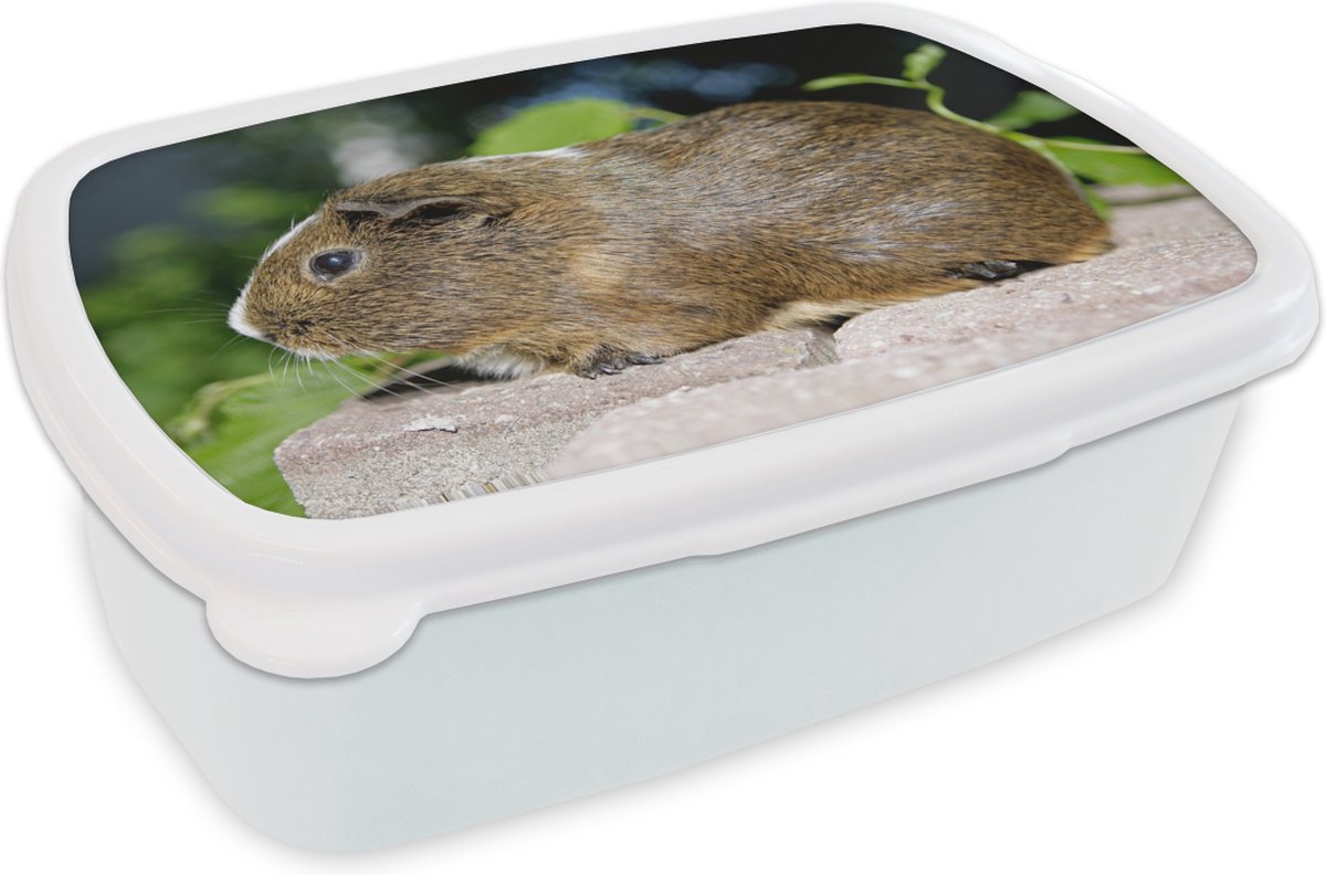 Broodtrommel Wit - Lunchbox - Brooddoos - Guinee-portret cavia - 18x12x6 cm - Volwassenen