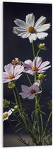 Acrylglas - Madeliefjes - 40x120 cm Foto op Acrylglas (Wanddecoratie op Acrylaat)