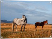 Tuinposter – Paarden in Weiland - 80x60 cm Foto op Tuinposter (wanddecoratie voor buiten en binnen)