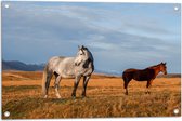 Tuinposter – Paarden in Weiland - 75x50 cm Foto op Tuinposter (wanddecoratie voor buiten en binnen)