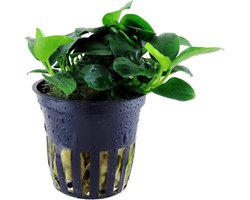Anubias Nana Petite - Aquariumplanten - Aquascape - Moerings