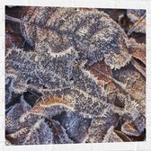 Muursticker - Bladeren - Vorst - Natuur- Wit - Bruin - 80x80 cm Foto op Muursticker