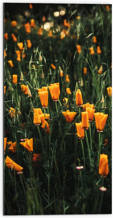 Dibond - Bloemen - Landschap - Bloemenveld - Oranje - Natuur - 50x100 cm Foto op Aluminium (Met Ophangsysteem)
