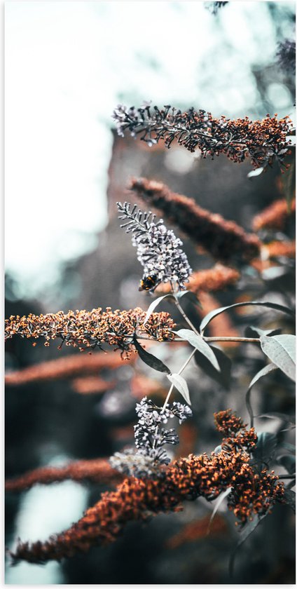 Poster Glanzend – Bloemen - Natuur - Planten - Kleuren -Bladeren - 50x100 cm Foto op Posterpapier met Glanzende Afwerking
