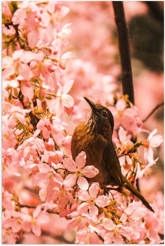 Poster Glanzend – Bloemen - Dieren - Vogel - Kleuren - 50x75 cm Foto op Posterpapier met Glanzende Afwerking