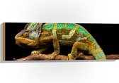 Hout - Bruin groene kameleon staat op tak - 90x30 cm - 9 mm dik - Foto op Hout (Met Ophangsysteem)