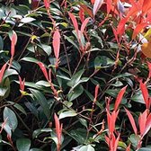 Glansmispel - Photinia fras. 'Red Robin' 40-60 cm
