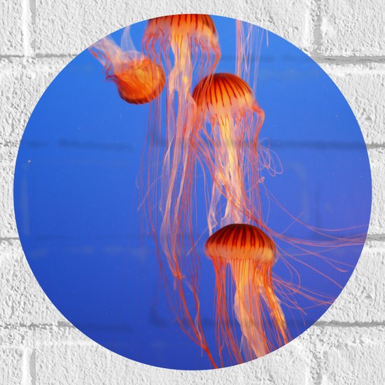 Muursticker Cirkel - Groepje Oranje Kwallen Zwemmend in Blauwe Oceaan - 30x30 cm Foto op Muursticker
