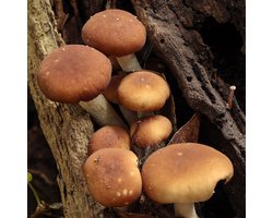ToshiFarm Houtpluggen voor Pioppini - 50 stuks - Zelf Pioppini kweken - Deuvels voor Pioppini - Italiaanse Champignon - Eco cadeau