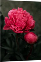 Acrylglas - Bloemen - Roze - Bladeren - Knop - Natuur - 80x120 cm Foto op Acrylglas (Wanddecoratie op Acrylaat)